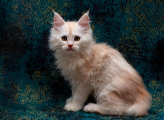 Portrait of small sitting red smoke Maine Coon kitten on a green background.