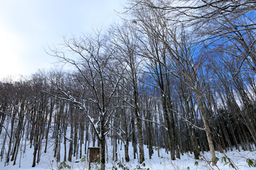 冬の田沢湖高原　ブナ林　雪景色