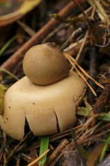 Closeup on a fringed or sessile earthstar mushroom , Geastrum fimbriatum on the forest floor