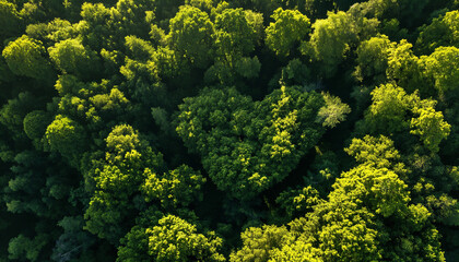 Fototapeta premium Heart-Shaped Forest Canopy Aerial View – Symbol of Love and Conservation