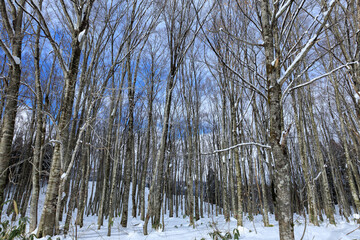 冬の田沢湖高原　ブナ林　雪景色