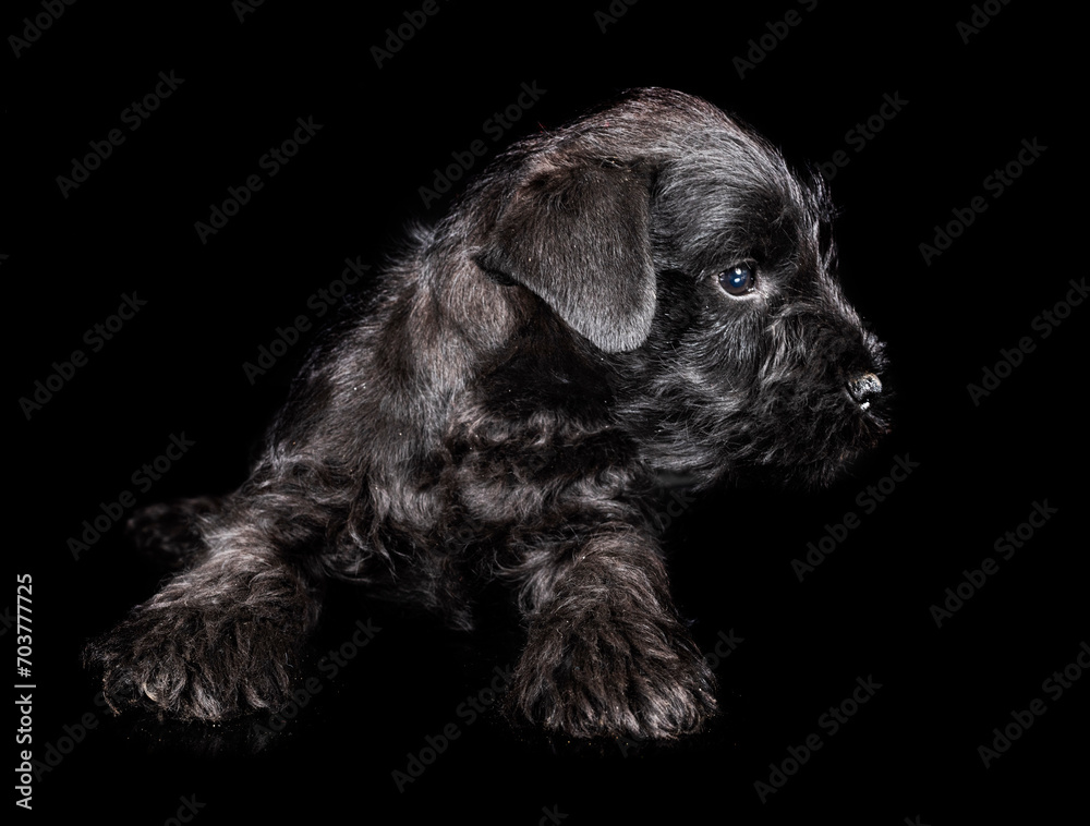 Poster miniature schnauzer in studio