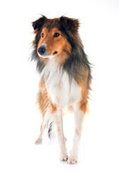 Shetland Sheepdog in studio