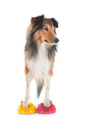 Shetland Sheepdog in studio