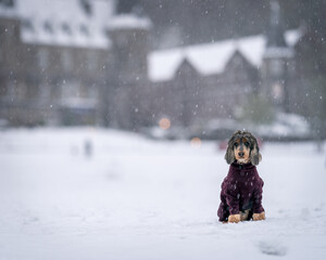 Tri Sable Cocker Spaniel dog set against the backdrop of a Scottish snow-filled day with stately...