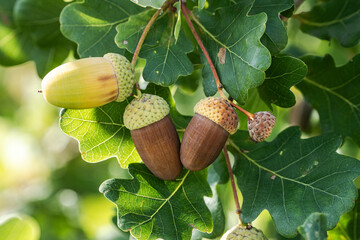 Foliage and acorn of an oak tree branch