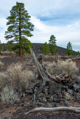Dead tree in the foreground, pine coniferous trees growing on volcanic pumice and lava