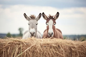 Tuinposter two donkeys with perked ears by haystack © primopiano