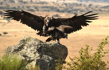 rapaces y buitres en la sierra abulense