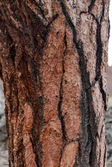 The surface of the bark of an old coniferous pine tree grown on volcanic lava in Sunset Crater...