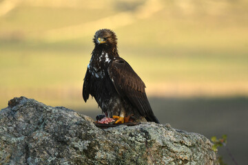 aguila real alimantándose en la sierra abulense
