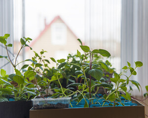green seedlings of cucumbers and tomatoes in plastic containers with earth