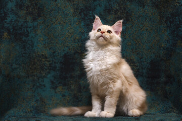 Portrait of a sitting red silver classic tabby Maine Coon kitten on a green background.
