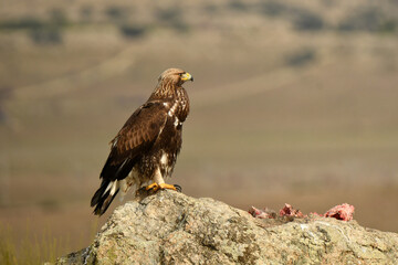 Fototapeta premium aguila real alimantándose en la sierra abulense