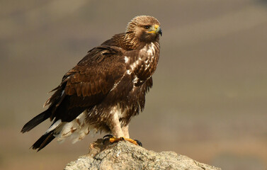 aguila real alimantándose en la sierra abulense