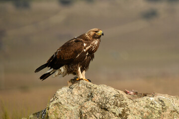 aguila real alimantándose en la sierra abulense