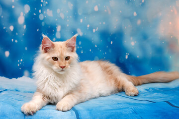 Portrait of a lying down red silver tabby Maine Coon kitten on a blue background with white snowflakes.