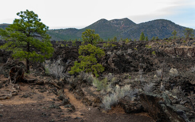Forest of coniferous trees and pine trees on lava volcanic mountains of black pumice in Sunset...