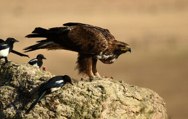 aguila real alimantándose en la sierra abulense