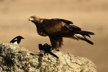 Fototapeta premium aguila real alimantándose en la sierra abulense