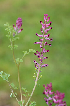 Vertical closeup on a light purple flowering common drug fumitory or earth smoke wildflower, Fumaria officinalis