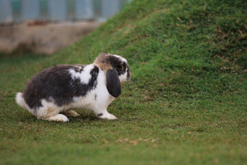 A wild brown Rabbit/bunny with big ears in a meadow