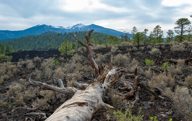 Dead tree in the foreground, pine coniferous trees growing on volcanic pumice and lava