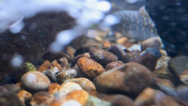 サケ目サケ科イワナ属のゴギ