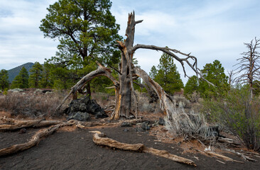 Dead tree in the foreground, pine coniferous trees growing on volcanic pumice and lava