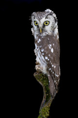 European Scops Owl, Otus scops close up.