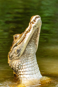 Black kajman Melanosuchus niger south america