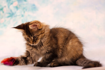 Portrait of a playing tortoiseshell mackerel tabby Maine Coon kitten on a floral blue background.