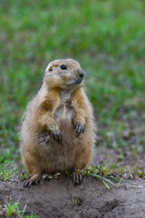 The black-tailed prairie dog (Cynomys ludovicianus) watching near an underground hole, Theodore Roosevelt National Park, North Dakota