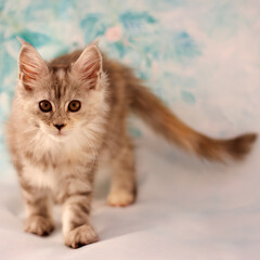Portrait of a standing in front silver tortoiseshell classic tabby Maine Coon kitten on a floral blue background.