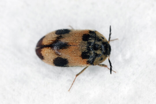 Attagenus bifasciatus, Carpet beetle. Beetles and larvae feed on food products and waste. Male beetle.