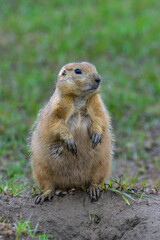 The black-tailed prairie dog (Cynomys ludovicianus) watching near an underground hole, Theodore Roosevelt National Park, North Dakota