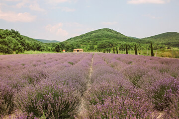 Lavender field in summer sunny day