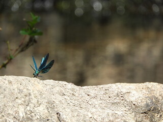 Photo d'une libellule bleue (aussi appelée Caloptéryx éclatant) posée sur un rocher et prête...