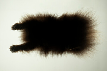 perspektive hund spitz