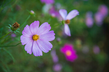 Obraz premium コスモス