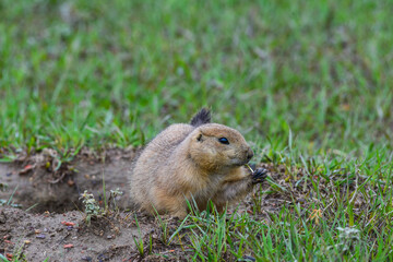 The black-tailed prairie dog (Cynomys ludovicianus), Animal eats green grass, Theodore Roosevelt...