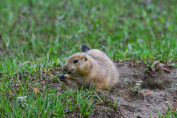 The black-tailed prairie dog (Cynomys ludovicianus), Animal eats green grass, Theodore Roosevelt National Park, North Dakota