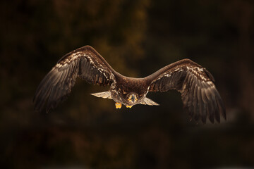 female White-tailed eagle (Haliaeetus albicilla) in close flight