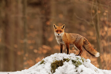Obraz premium male red fox (Vulpes vulpes) fits with the orange forest background