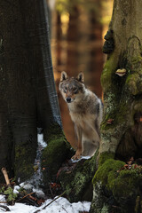 male Eurasian wolf (Canis lupus lupus) peeking through the tree trunks
