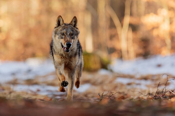 male Eurasian wolf (Canis lupus lupus) in spring weather with remnants of snow