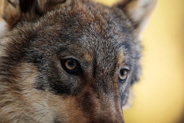 male Eurasian wolf (Canis lupus lupus) eye-to-eye view