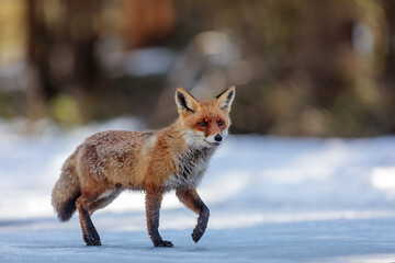 male red fox (Vulpes vulpes) walking on frozen water
