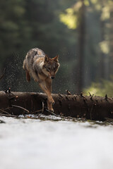 male Eurasian wolf (Canis lupus lupus) jumped over a fallen tree © michal