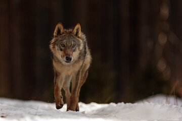 male Eurasian wolf (Canis lupus lupus) came out of the woods